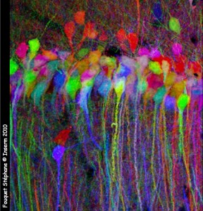 Source: neurones/Brainbow (S.Fouquet@Inserm 2010)